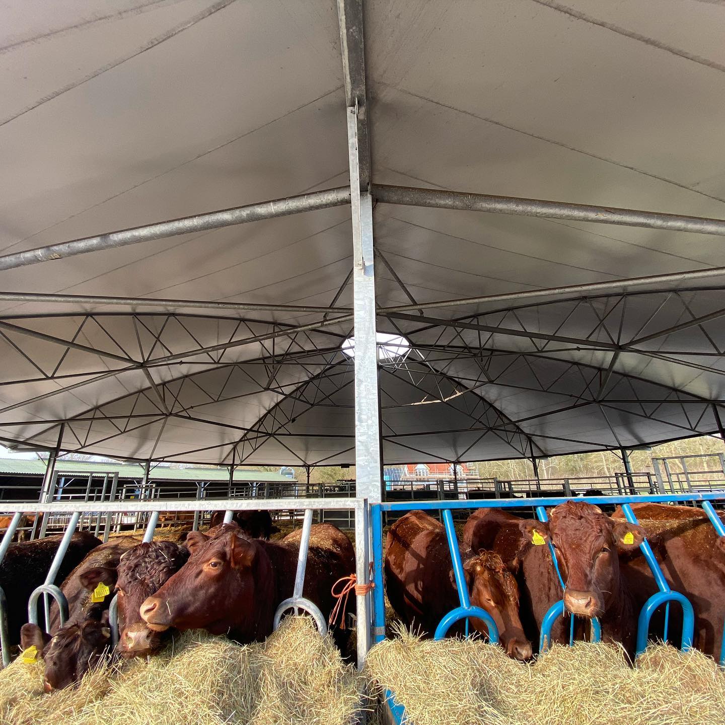 Cows