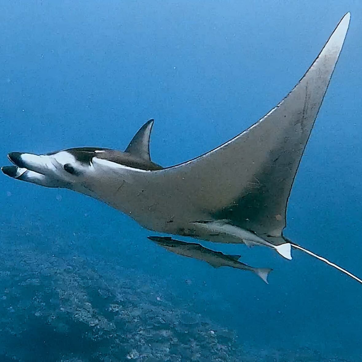 Manta