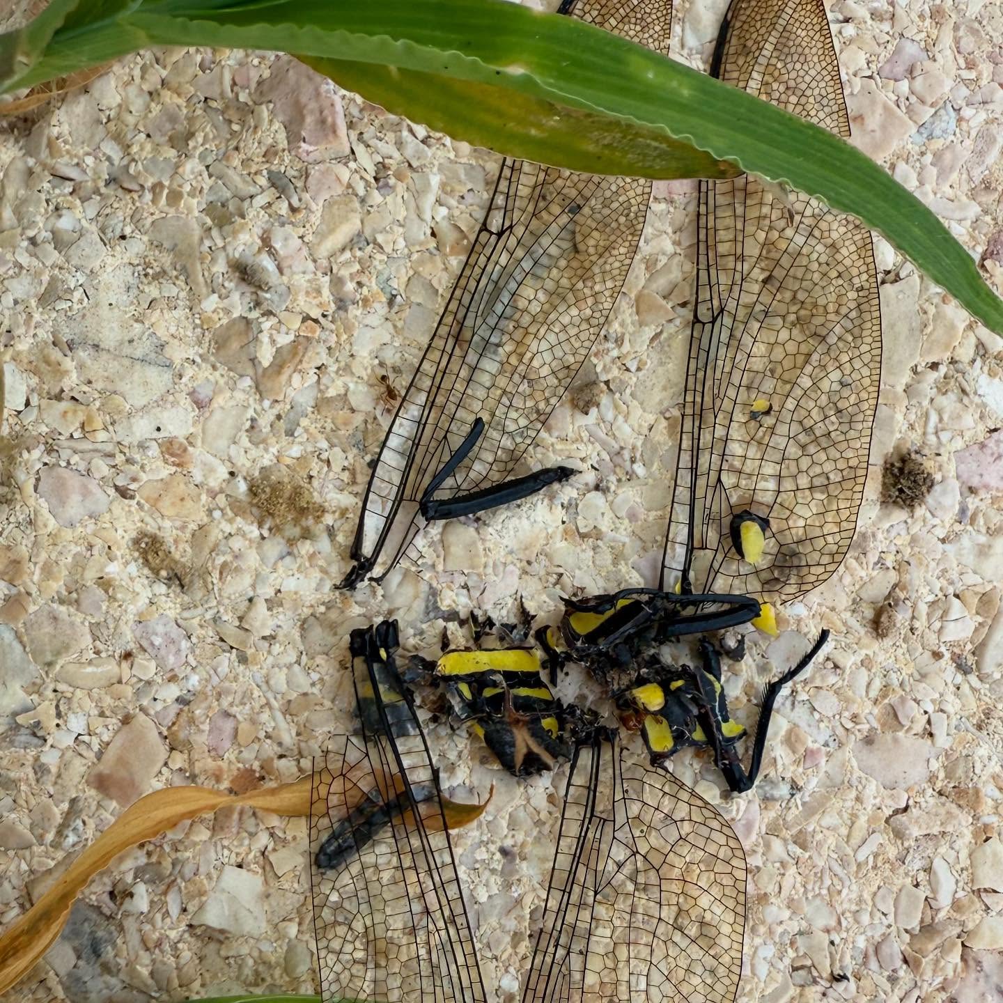 Deconstructed Dragonfly