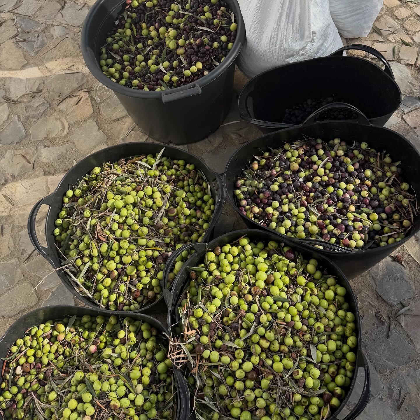 Helping some friends harvest olives