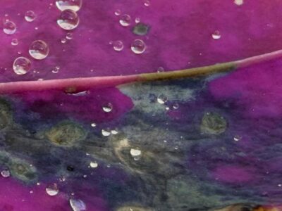 The universe in a leaf #yip2026