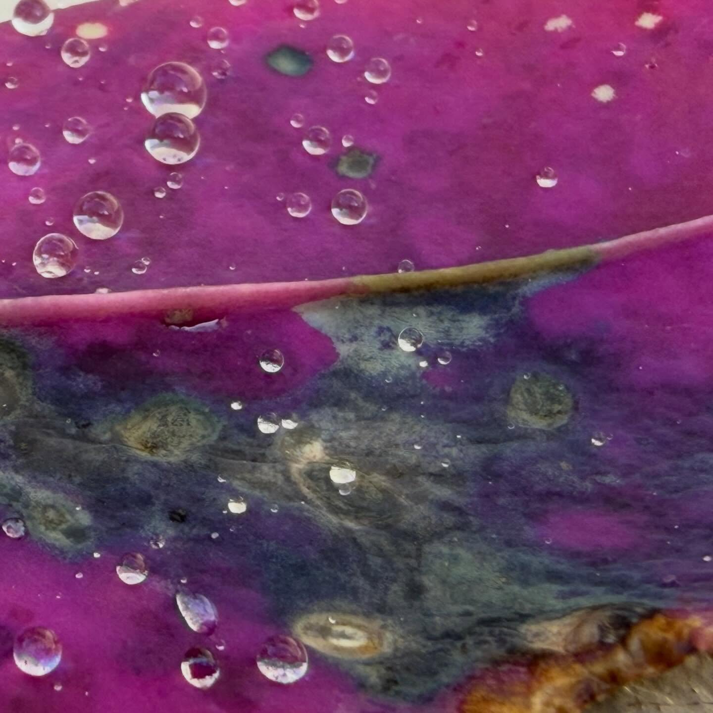 The universe in a leaf