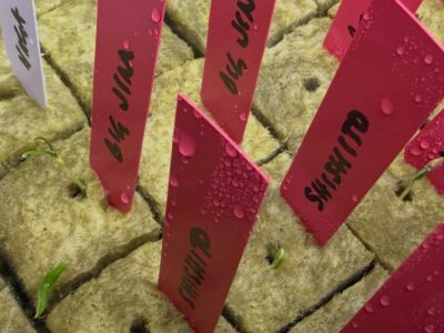 Chilli seeds are germinating! #yip2026