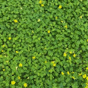 Hard to imagine this land is so green for most of the year! #yip2026