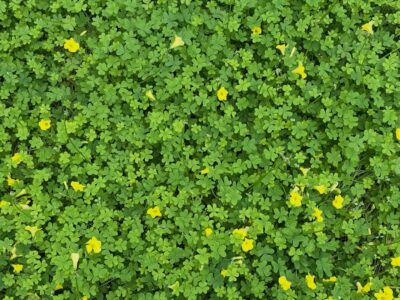 Hard to imagine this land is so green for most of the year! #yip2026