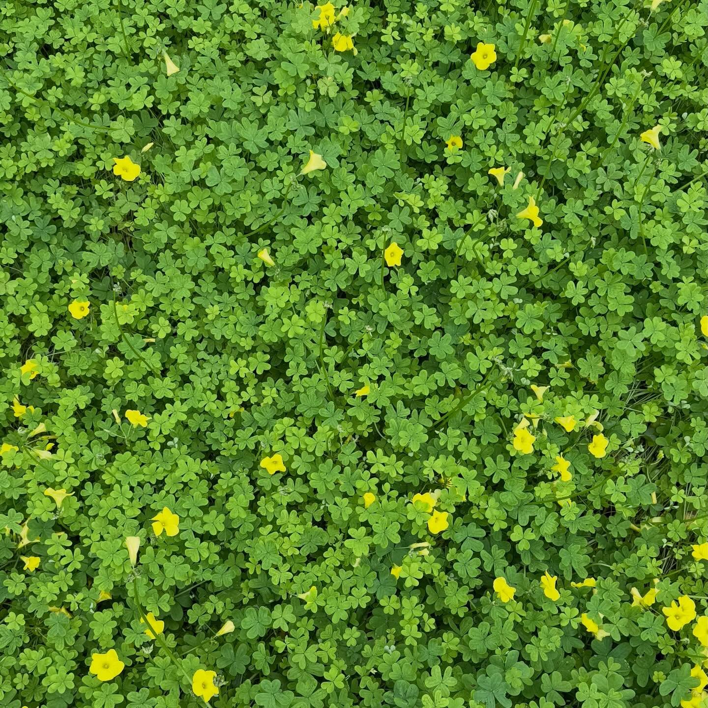 Hard to imagine this land is so green for most of the year!