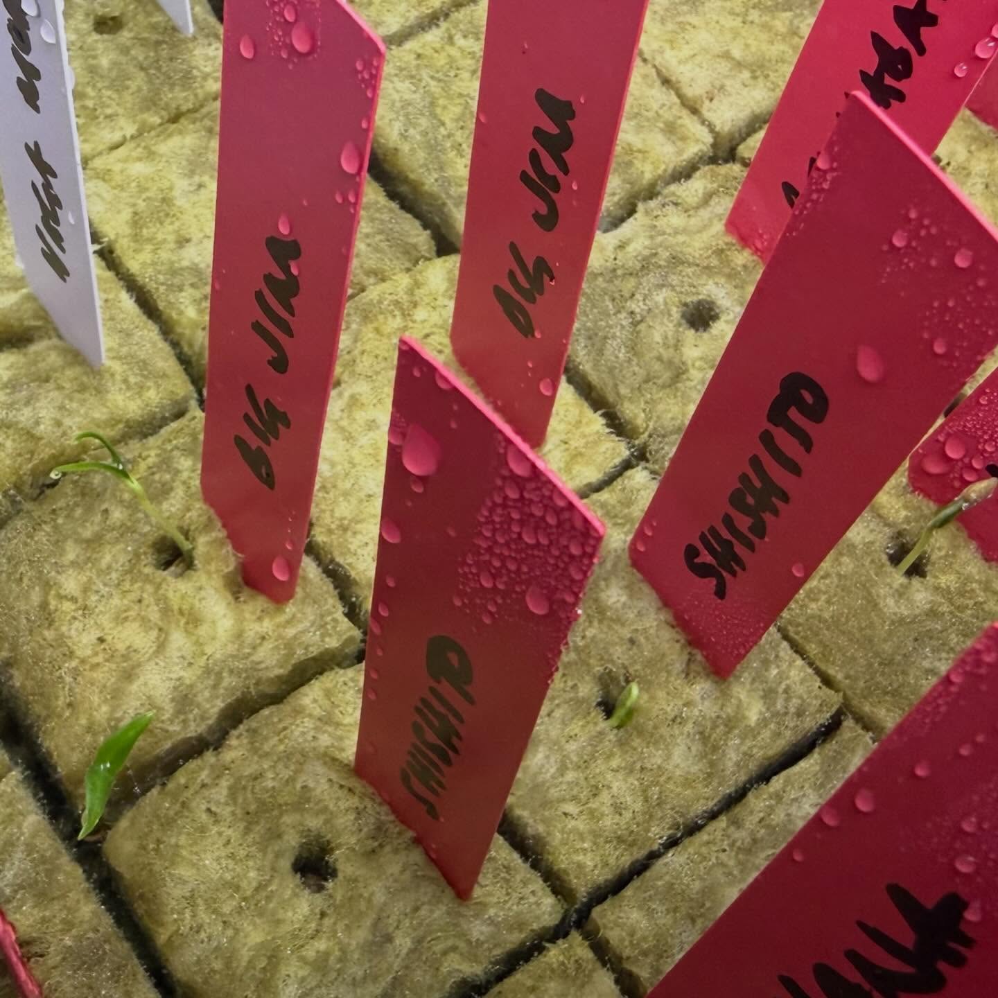 Chilli seeds are germinating!