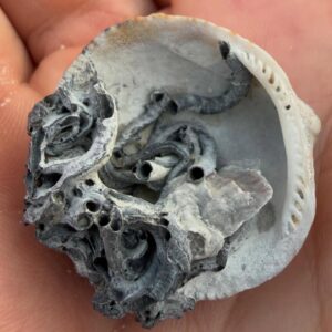 This HR Giger shell #yip2026