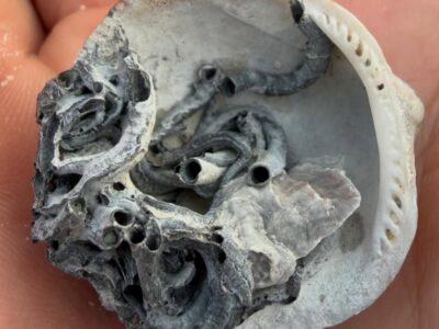 This HR Giger shell #yip2026