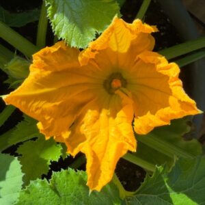 Courgette flowers are outrageous #yip2026