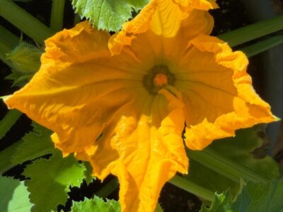Courgette flowers are outrageous #yip2026