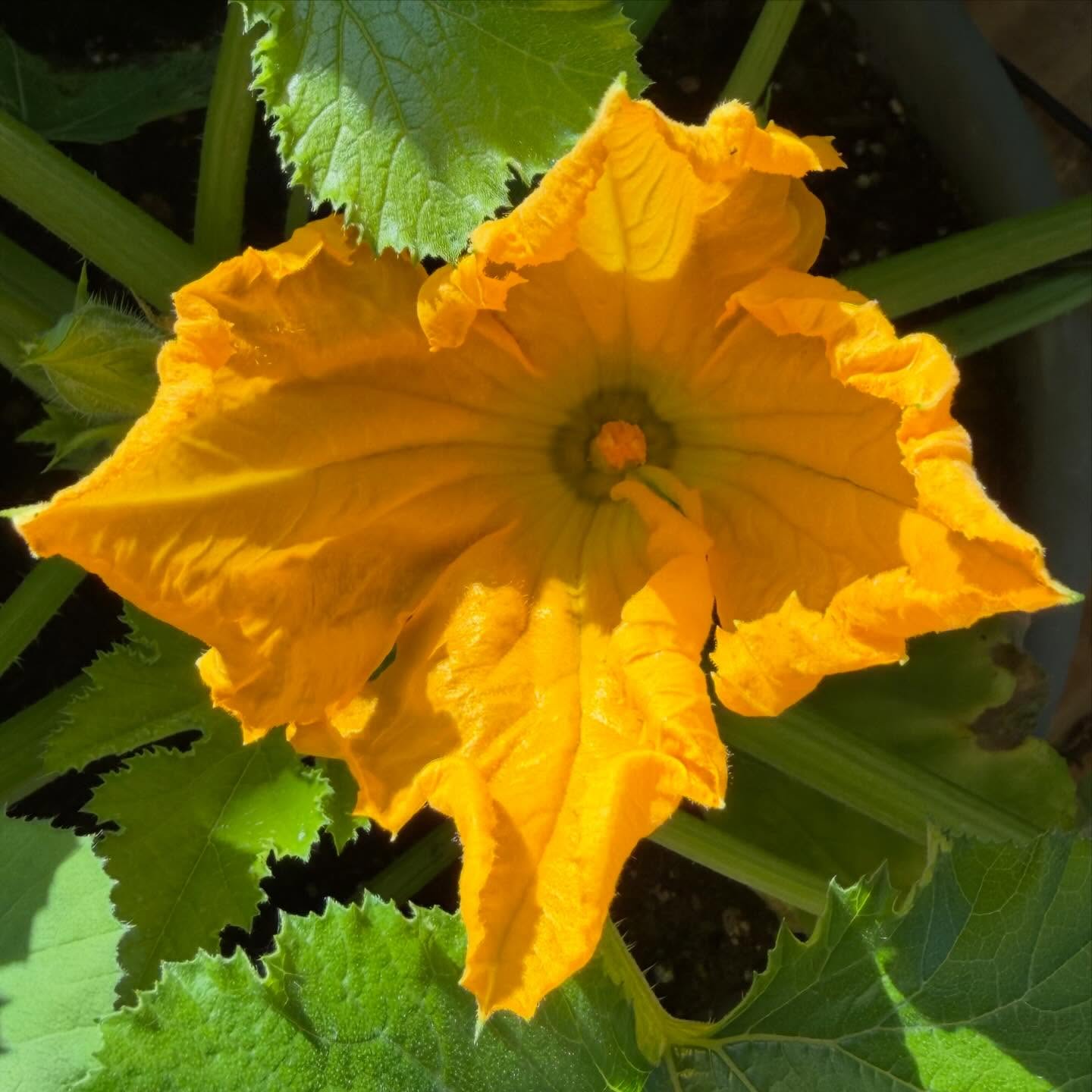 Courgette flowers are outrageous