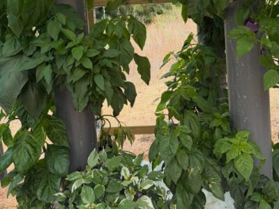 Chilli farm progress update: only ending up with 50% of the number of plants I wanted but they’re looking good #yip2026