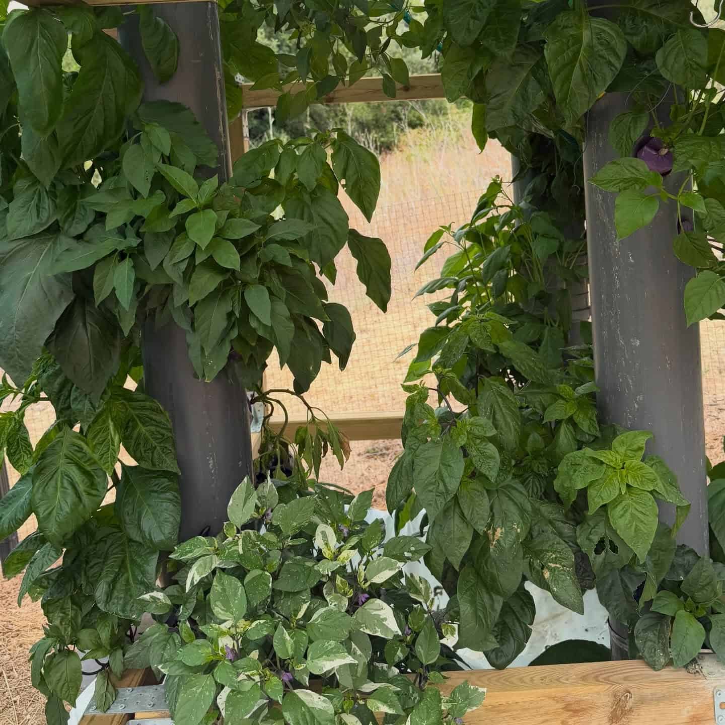 Chilli farm progress update: only ending up with 50% of the number of plants I wanted but they’re looking good