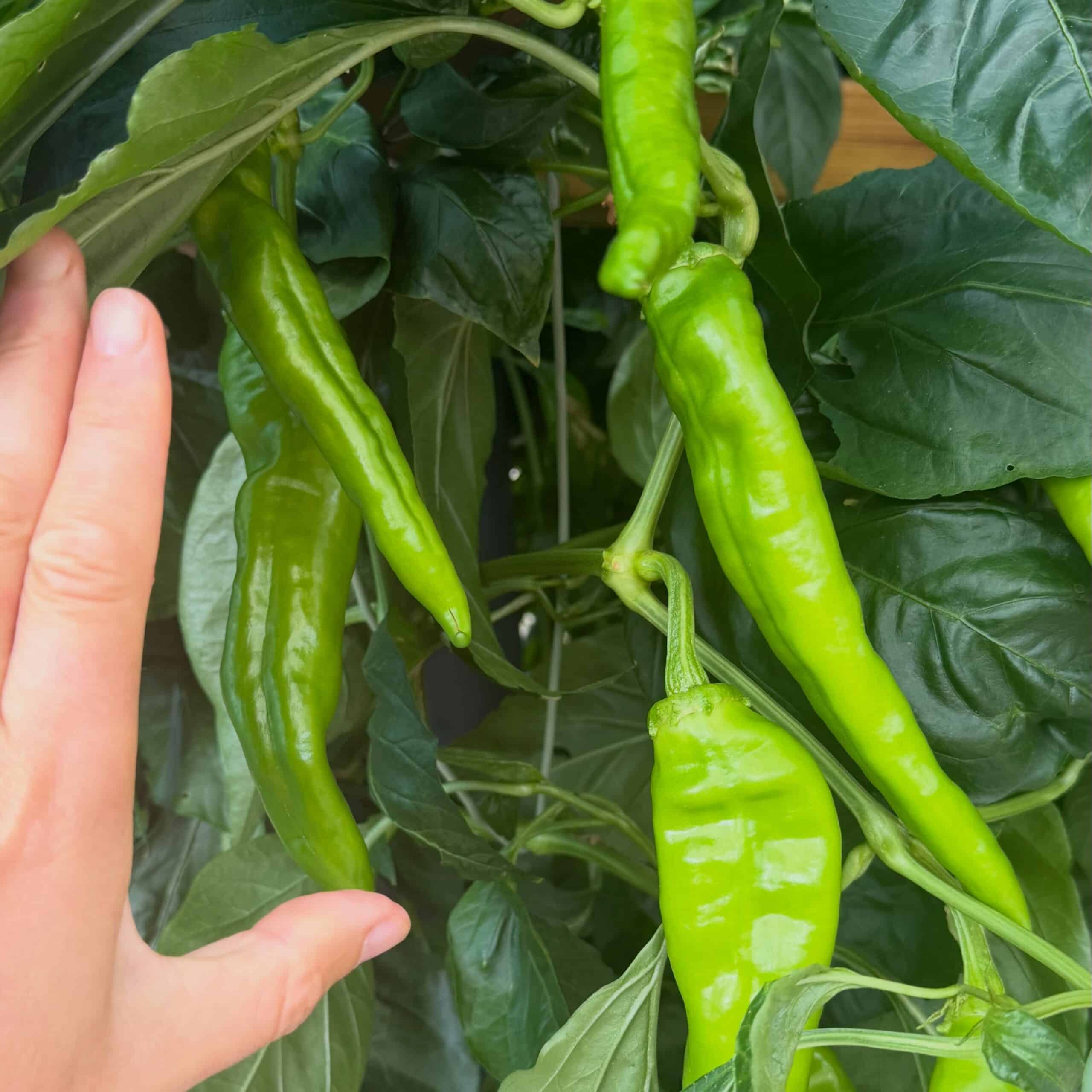 Chilli farm starting to bear fruit