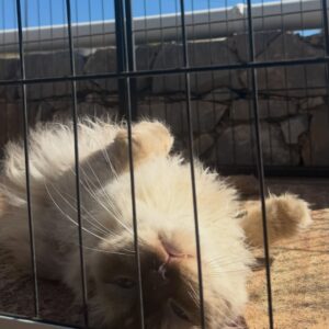 The effort and cost of the catio feels worth it when in these moments :) 🐈 #yip2026