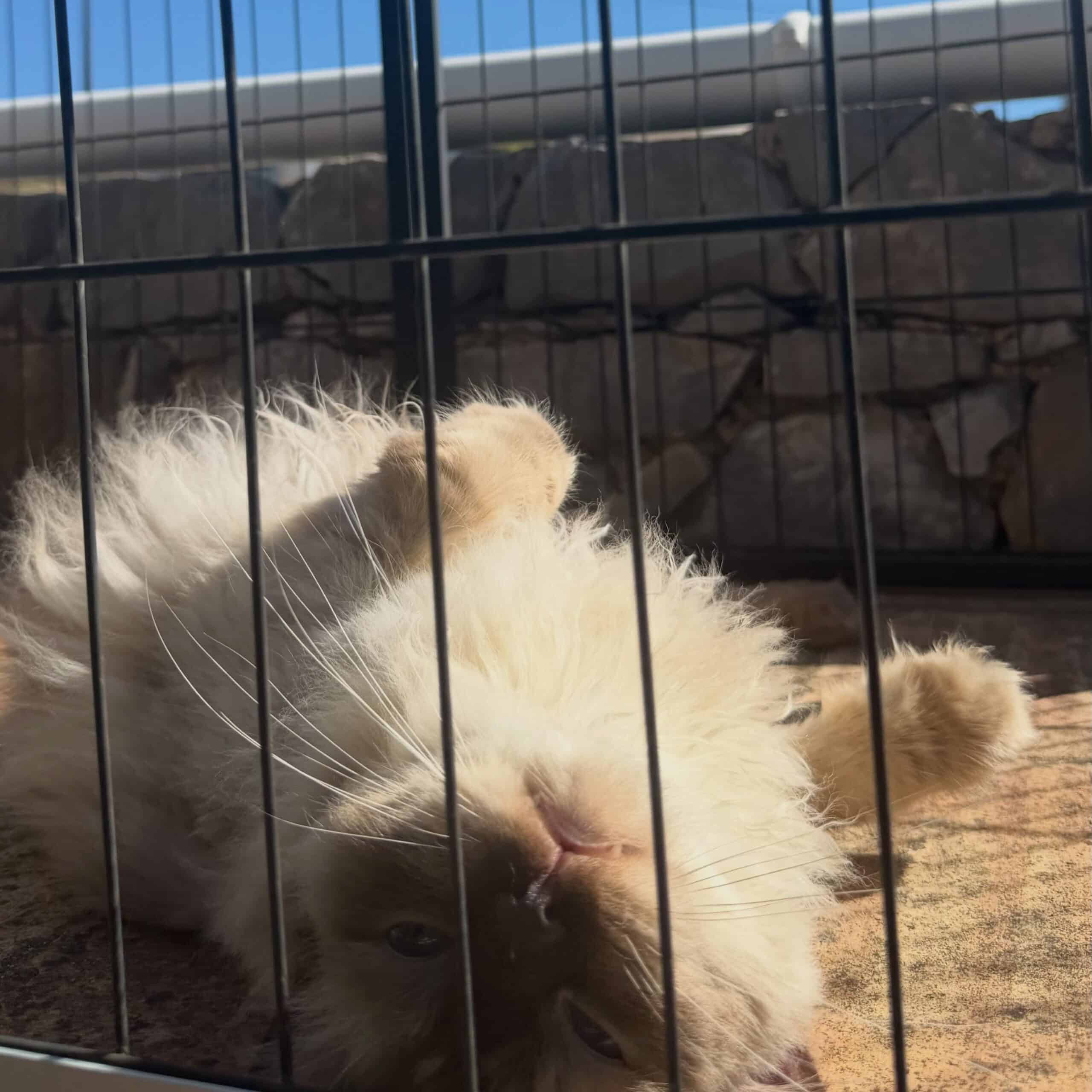 The effort and cost of the catio feels worth it when in these moments :) 🐈